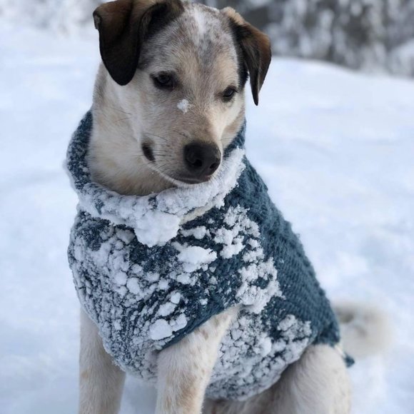 M "The Original" Honeycomb CableKnit Dog Sweater - Picture 2 of 12